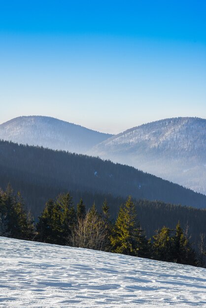 Spruce winter forest overlooking the mountains. Beautiful winter nature. Carpathian Mountains in the background.