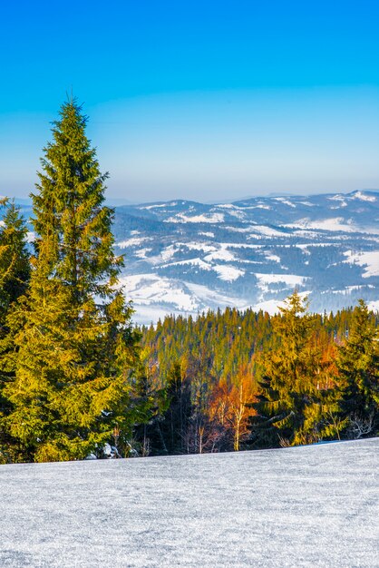 Еловый зимний лес с видом на горы