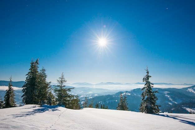 Spruce winter forest overlooking the mountains