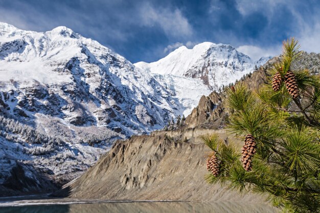 Spruce with cones and mountains