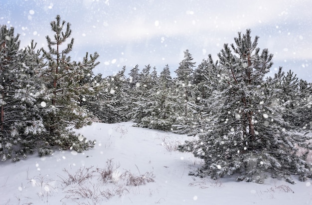 Spruces covered with hoarfrost and snow. winter forest in snow