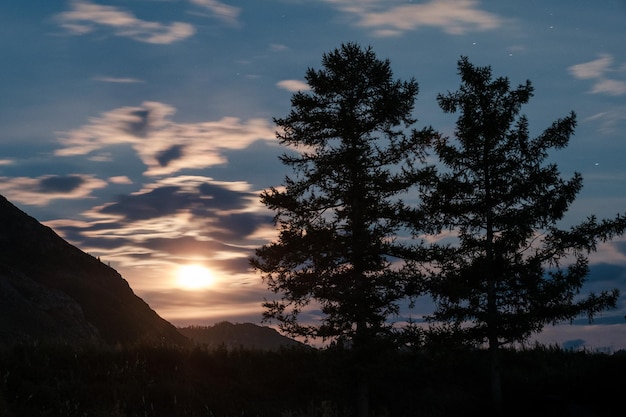 Spruces at night against a backdrop of mountains moon and clouds