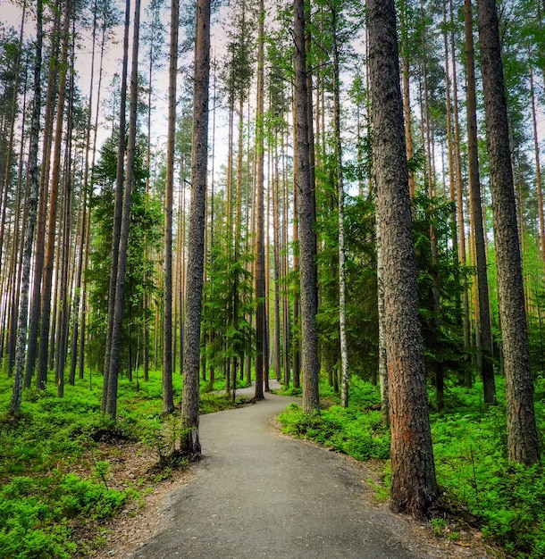 카렐 리안 숲의 가문비 나무와 자작 나무 아름다운 공원 숲을 통과하는 도로