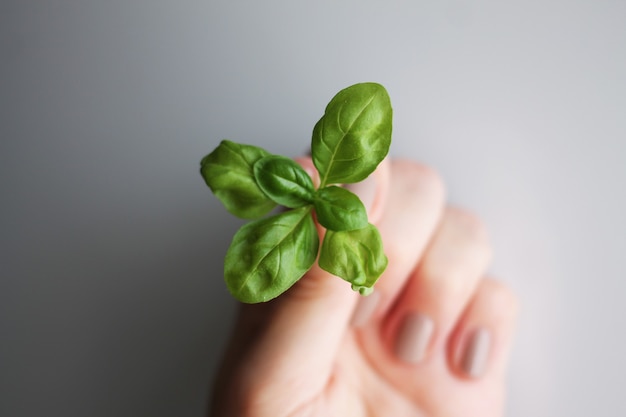 spruit in de hand op de grijze achtergrond