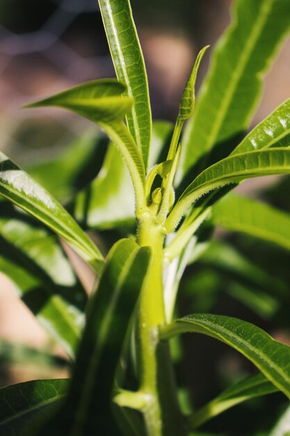 spruit op een groene plant