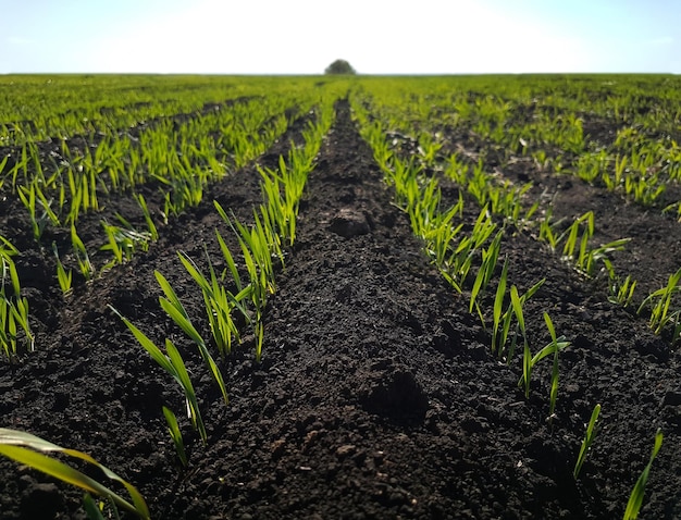 Spruit tarweveld zwart aarde groen gras Jonge groene tarwe zaailingen groeien op bodem close-up