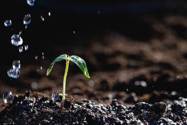 Spruit van een jonge plant in de regen