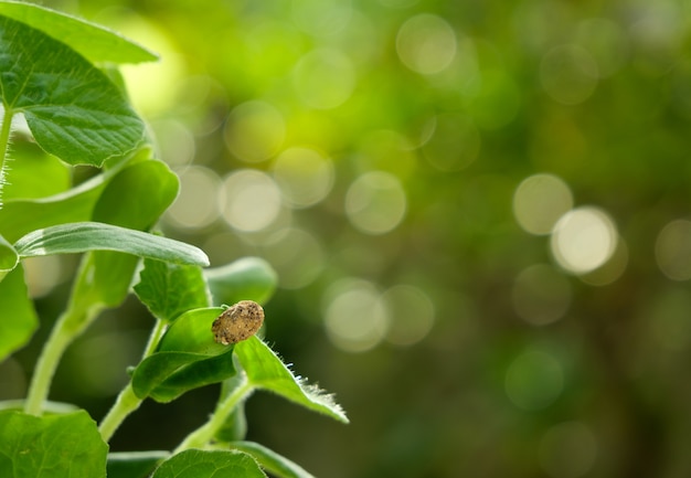 Spruit wintermeloen en groene bladeren die in het ochtendlicht groeien, landbouwachtergrond zaaien met kopieerruimte