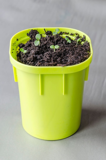 Spruiten geplant in een lichtgroene potplant.