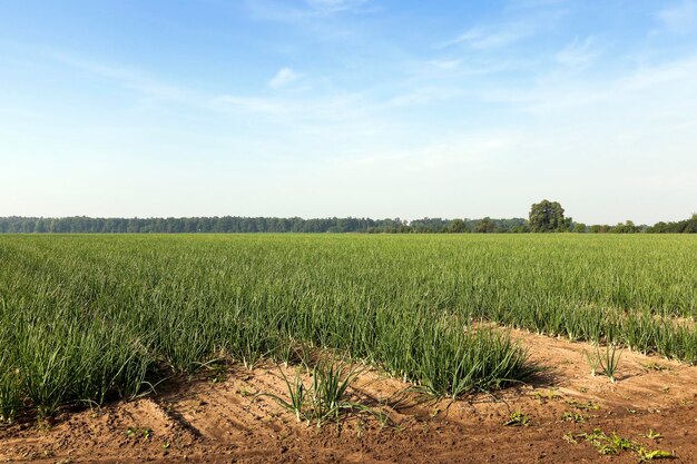 Spruiten groene uien