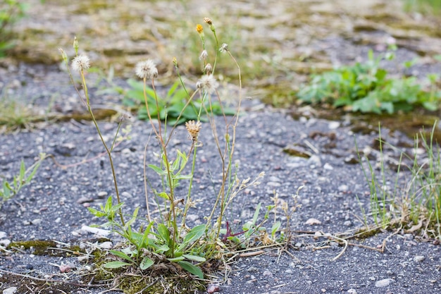 Spruiten van groen gras op oud gebroken asfalt