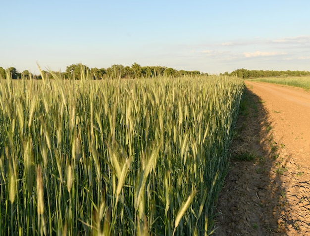 Spruiten van jonge groene tarwe roggeteelt in de landbouw