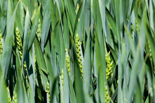 Spruiten van tarwe of andere granen in de landbouw tijdens hun groei en ontwikkeling, waardoor hoge opbrengsten worden behaald op het gebied van landbouwgranen voor brood