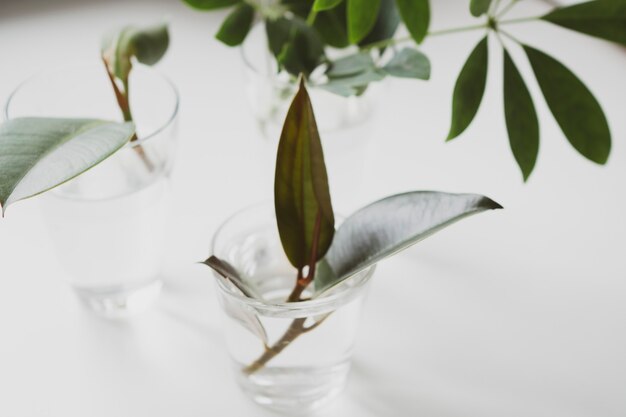 Spruitjes van jonge kamerplanten in een glas water