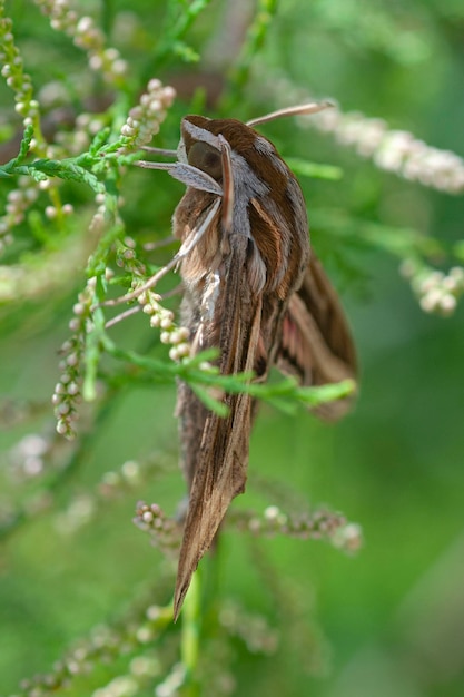 Photo spurge hawkmoth hyles euphorbiae malaga spain