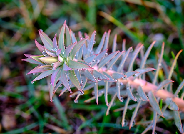 spurge with water drops