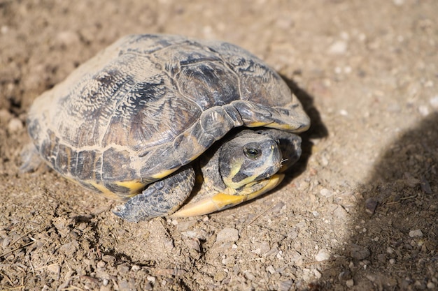 Spurthighed schildpad in zijn habitat