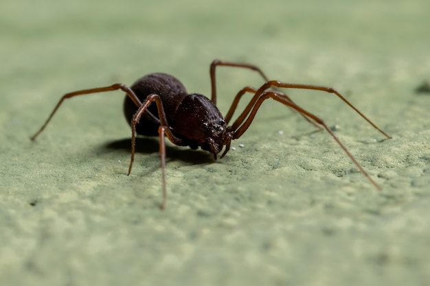 Spuugspin van het geslacht Scytodes