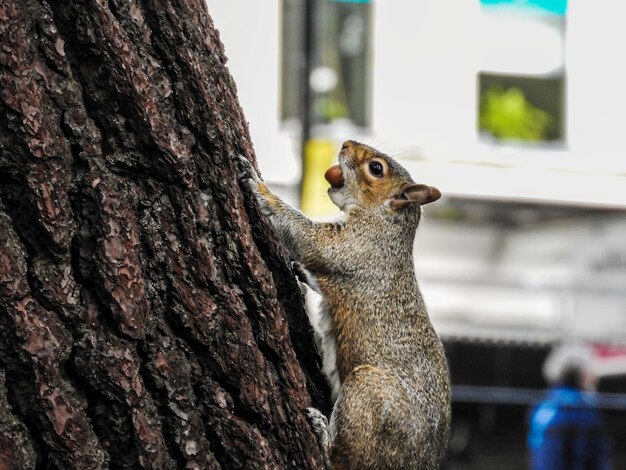 Sqirrel on a tree