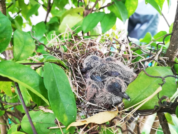 Squabs (baby Dove) slaapt langs de opkomende donkere en scherpe staartbevedering op de vleugels