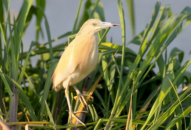 The squacco heron Ardeola ralloides in breeding plumage with amazing morning light