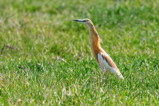 자연 서식지의 Squacco Heron(Ardeola ralloides)