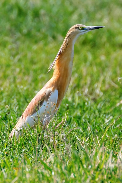 Squacco Heron (Ardeola ralloides) in Natural Habitat