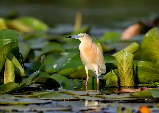 squacco heron (Ardeola ralloides)은 수생 식물의 잎 위에 서서 부드러운 아침 햇살 아래서 먹이를 찾습니다.