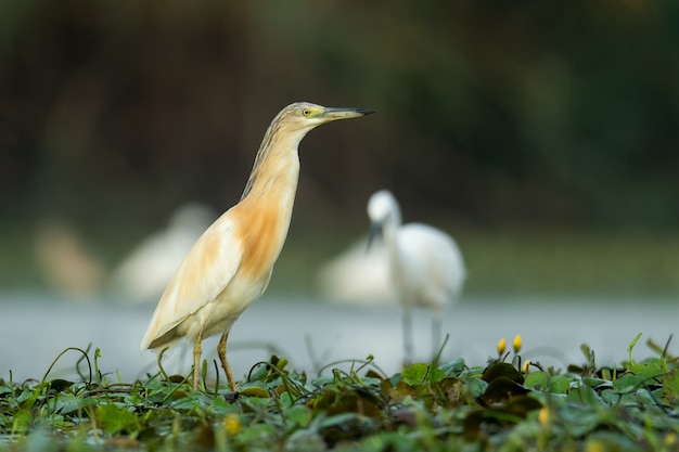 서식지에 있는 Squacco 왜가리