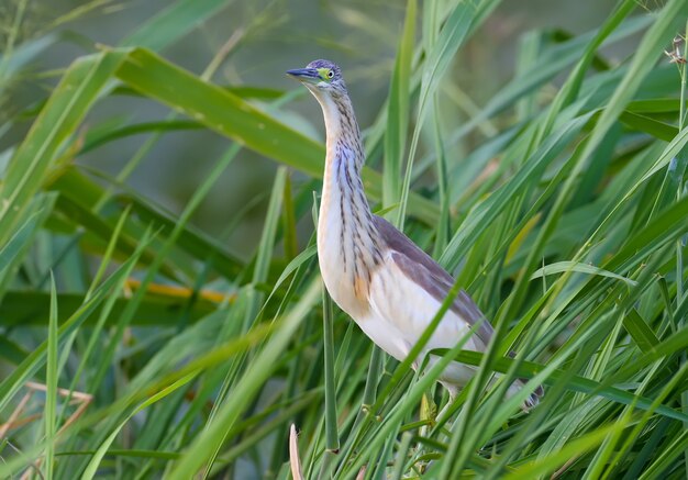 Squacco heron stands on a green lake reed