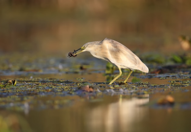 Squacco reiger (Ardeola ralloides) in het winterkleed gefilmd in zacht ochtendlicht. Houdt in zijn bek gevangen prooi - een grote modderkruiper. Ongebruikelijke hoek en close-upfoto