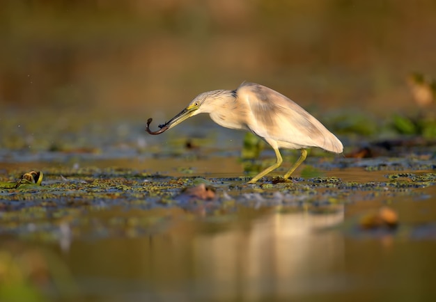 Squacco reiger (Ardeola ralloides) in het winterkleed gefilmd in zacht ochtendlicht. Houdt in zijn bek gevangen prooi - een grote modderkruiper.