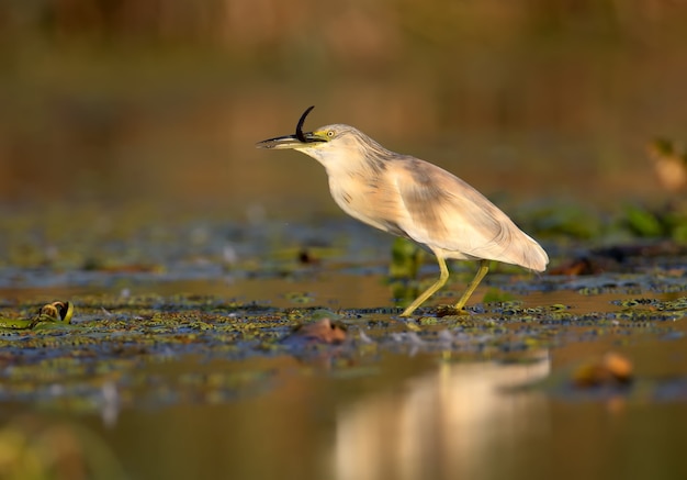 Squacco reiger (Ardeola ralloides) in het winterkleed gefilmd in zacht ochtendlicht. Houdt in zijn bek gevangen prooi - een grote modderkruiper.