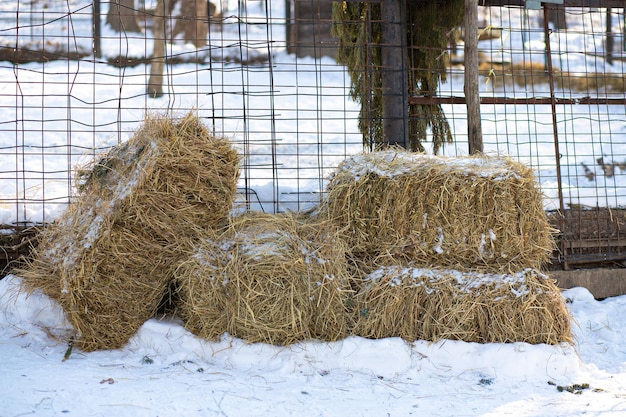Balle quadrate di fieno di prato nella fattoria per l'alimentazione degli animali della fattoria giacciono sulla neve