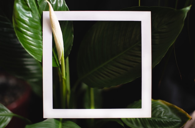 열 대 식물의 녹색 잎의 배경에 사각형 프레임. 자연과 환경을 테마로 한 엽서
