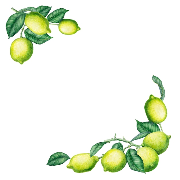 A square frame of compositions from watercolor illustrations of lemons Handmade work Isolated