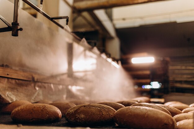 Square fresh bread cools down on conveyor automatic production\
line bakery after stone oven