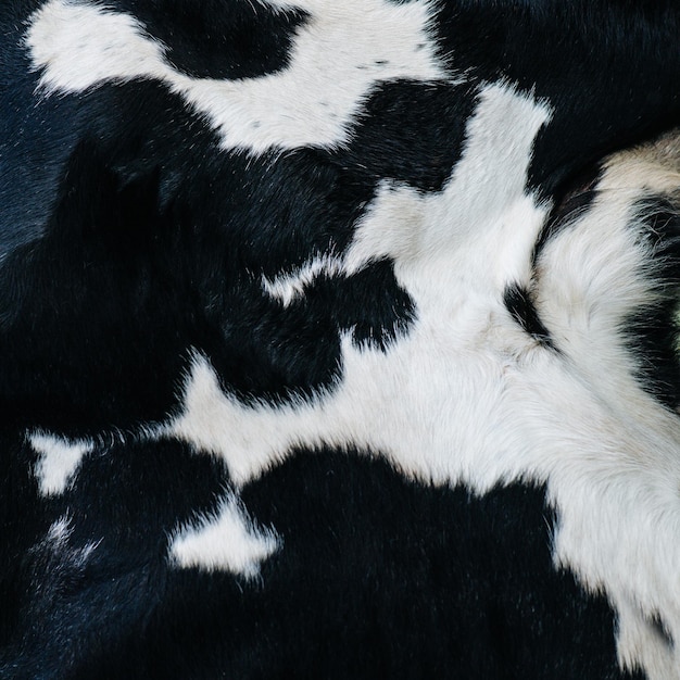 Immagine quadrata di una trama di pelle di mucca ha un colore nero con macchie bianche