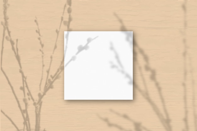 A square sheet of white textured paper on a orange wall background. Mockup overlay with the plant shadows. Natural light casts shadows from willow branches. Flat lay, top view. Horizontal orientation