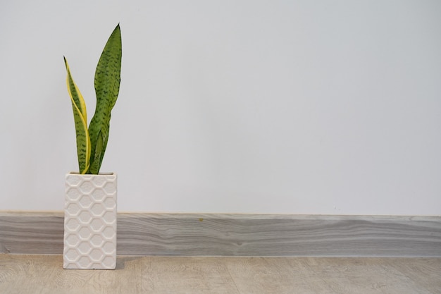 Square vase of plants on white wall with space for text