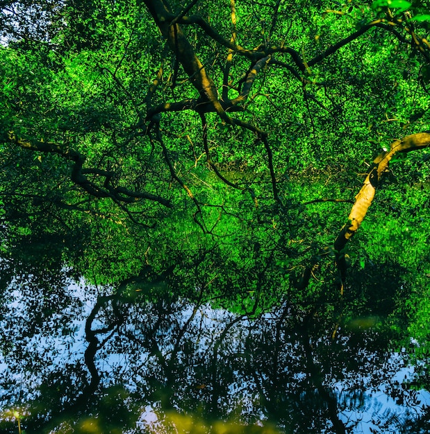 Square vivid indian jungle forest water reflections background backdrop