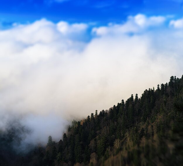 Square vivid mountain hill forest in fog cloudscape bokeh background backdrop