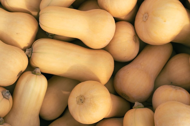 squash in a bin at harvest time ready for sale