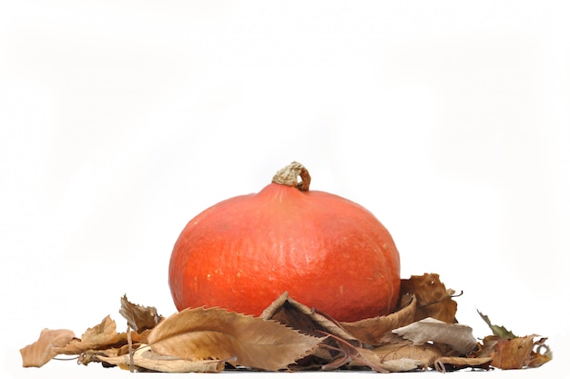 Photo squash on dead leaves