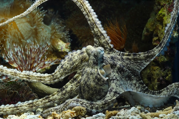 a squid camouflage behind the coral