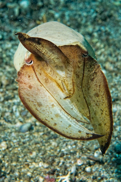 Foto seppie calamari sott'acqua sulla sabbia lavica nera, molta immersione