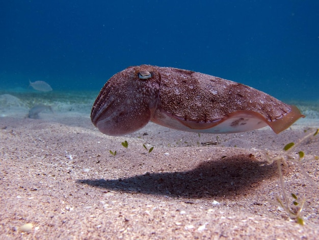 A squid is swimming on the sand and is looking at the camera.