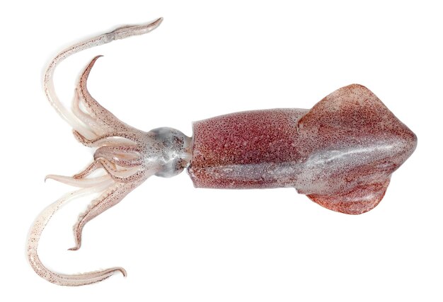 squid isolated on white background