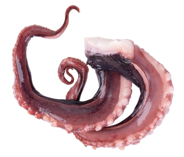 Tentacoli di calamari isolati su sfondo bianco calamaro gigante crudo fresco vista dall'alto