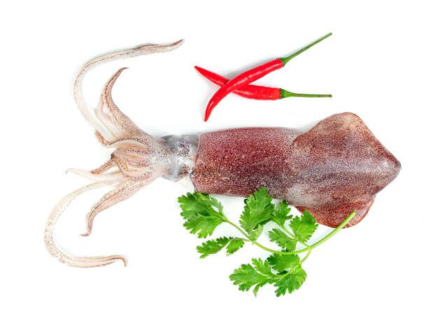 squid with chili and coriander isolated on white background